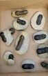 Lot: Misc Devonian Trilobites From Morocco - Pieces #190357-4